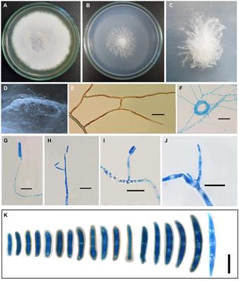 Insights into the genomic architecture of a newly discovered endophytic Fusarium species belonging to the Fusarium concolor complex from India